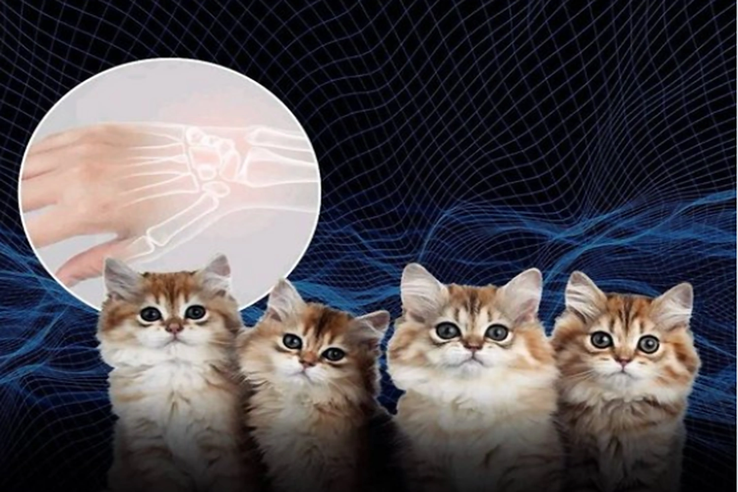 Kedilerin mırıltısındaki şifa gücü