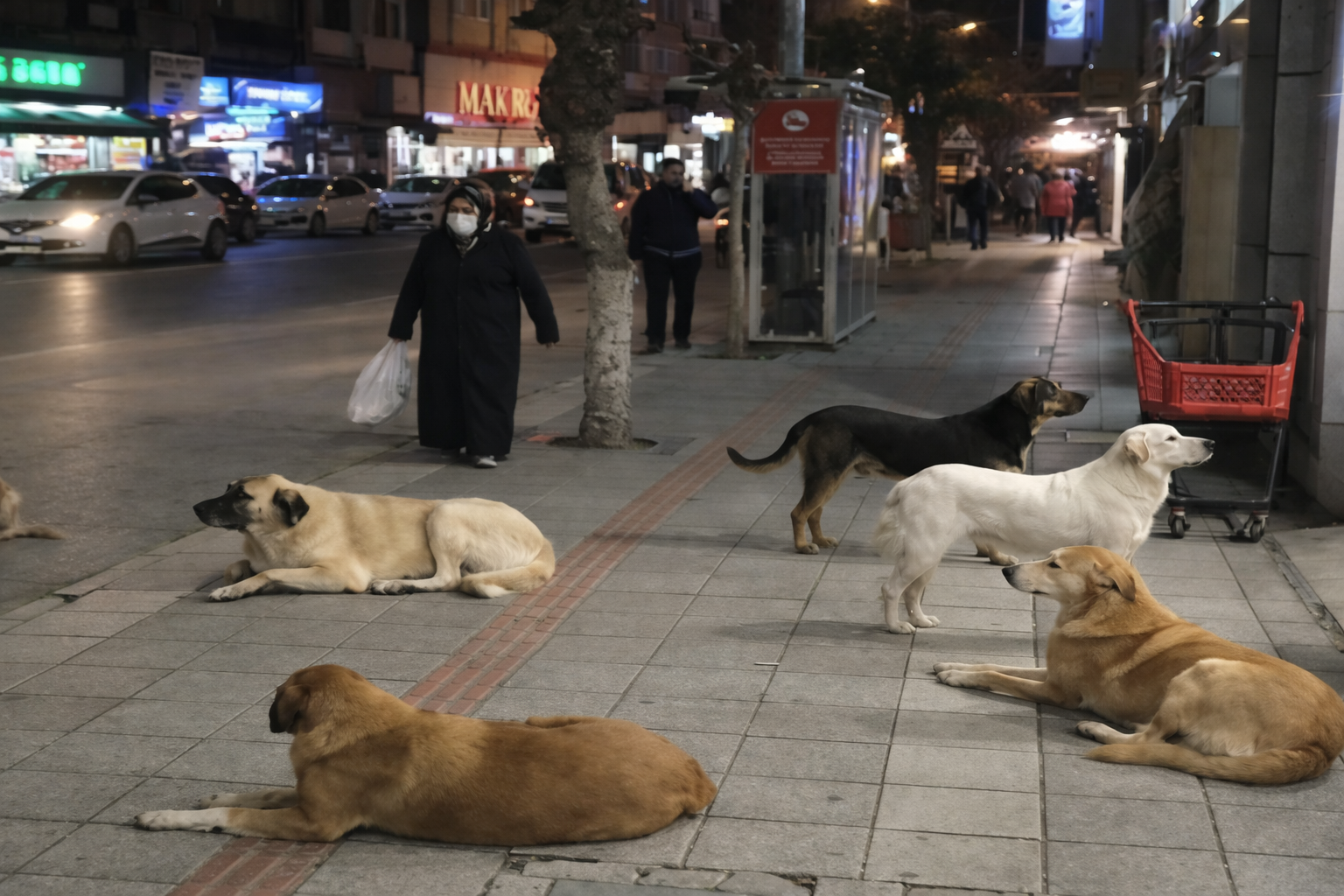 İstanbul’da belediyelere sokak hayvanı uyarısı