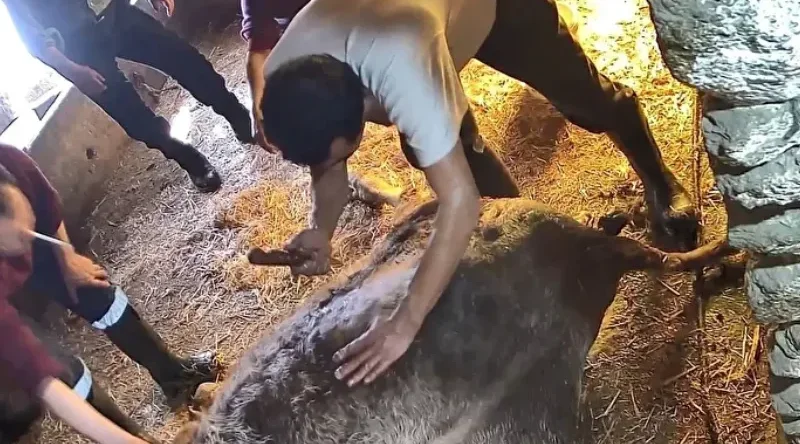 Hamile ineğe anestezisiz müdahale ölümle sonuçlandı